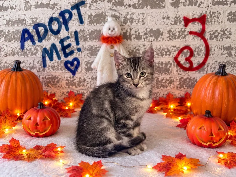 A baby small-sized female Domestic Short Hair cat named Ophelia for adoption in queen creek, AZ