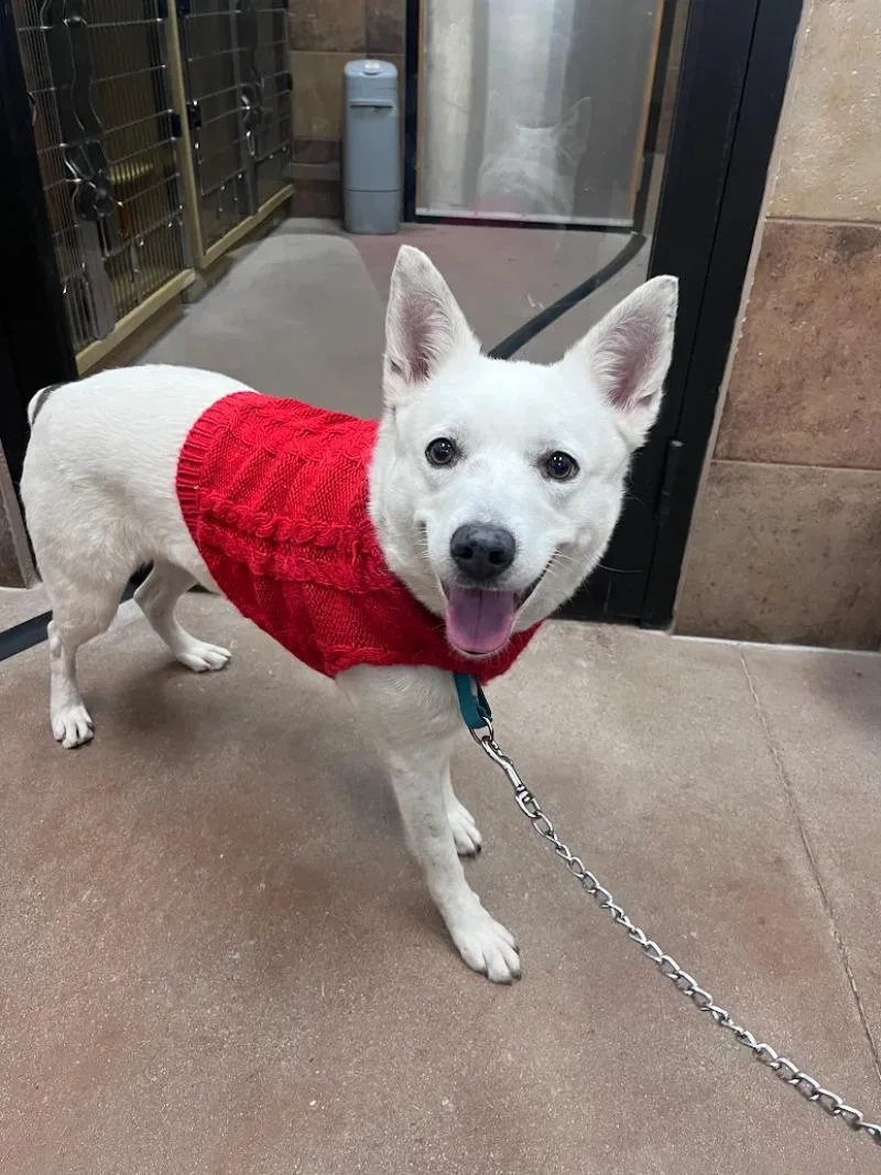An adult medium-sized female White / Cream Cattle Dog dog named Buttercup for adoption in Fort Collins, CO