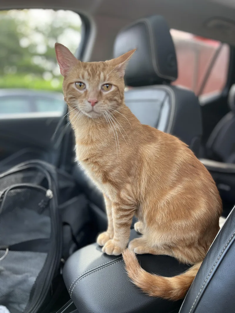 An adult medium-sized male Orange & White Domestic Short Hair cat named Blaze for adoption in Schenectady, NY