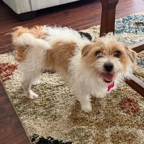 A young small-sized female Apricot / Beige Cairn Terrier dog named DAISY needs a small for adoption in Kaufman, TX