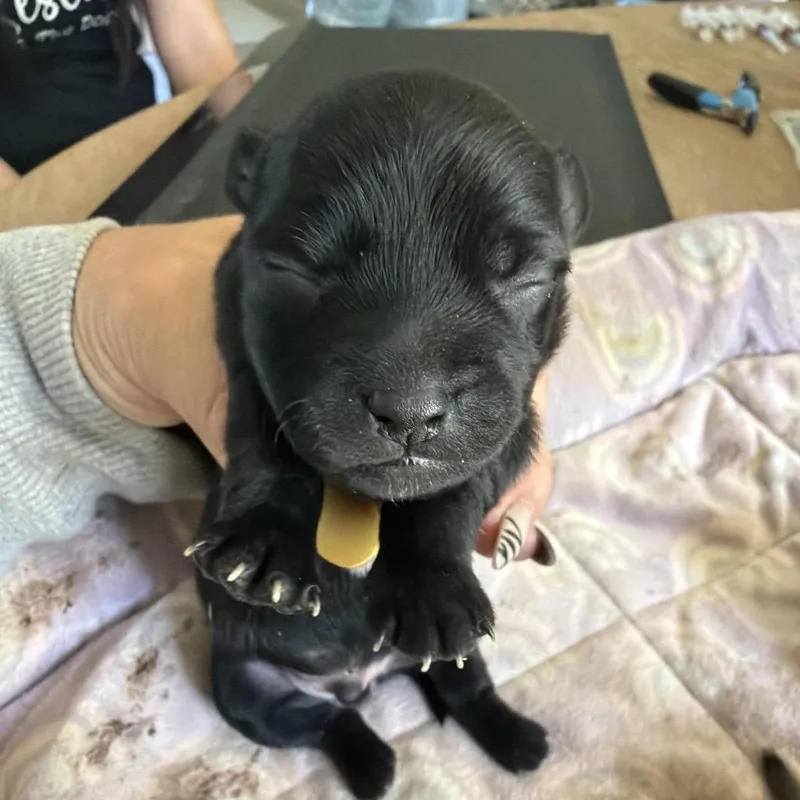 Taco