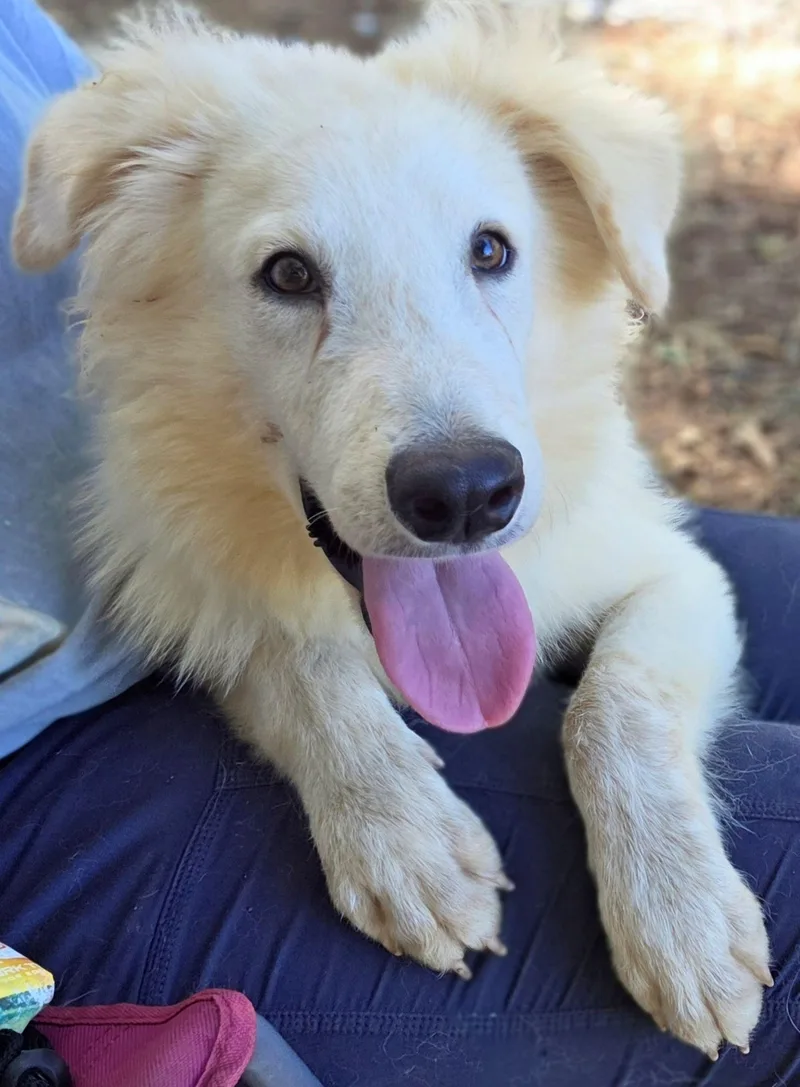 A young medium-sized male Great Pyrenees dog named Peanut Glynn for adoption in Atlanta, GA