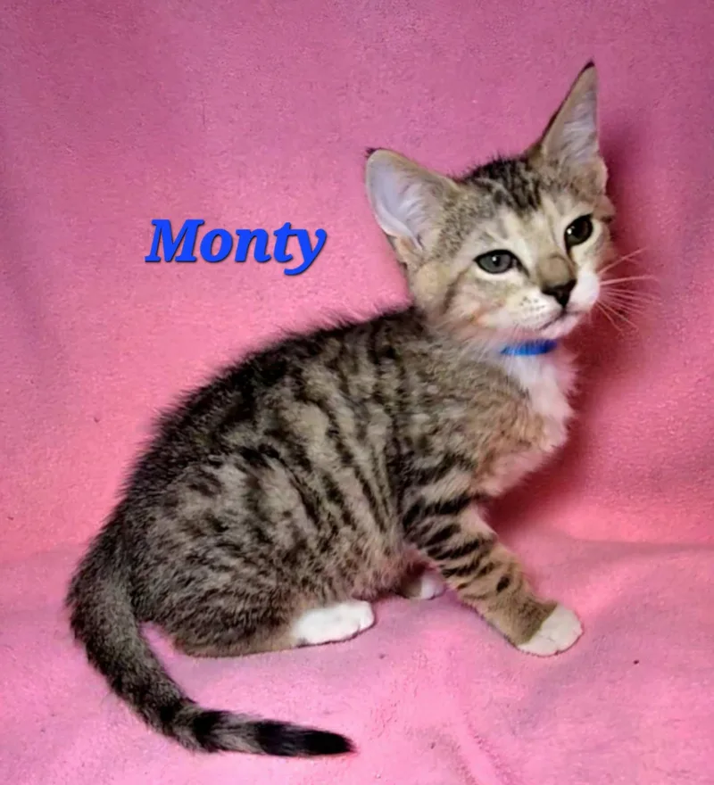 A baby medium-sized male Tabby (Brown / Chocolate) Tabby cat named Monty for adoption in Macon, GA