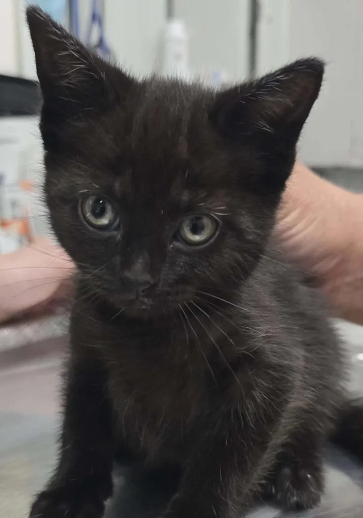 A baby small-sized female Domestic Short Hair cat named Pam for adoption in Hillsdale, IN