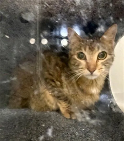 A young small-sized female Domestic Short Hair cat named Gidget for adoption in Naples, FL