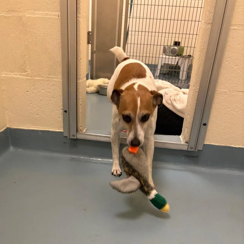 An adult small-sized female White / Cream Jack Russell Terrier dog named Piper for adoption in Brockton, MA