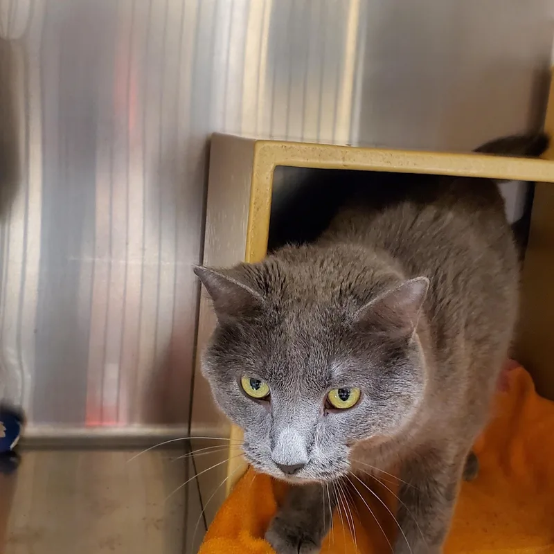An adult medium-sized female Russian Blue cat named Cuddles for adoption in Muncie, IN