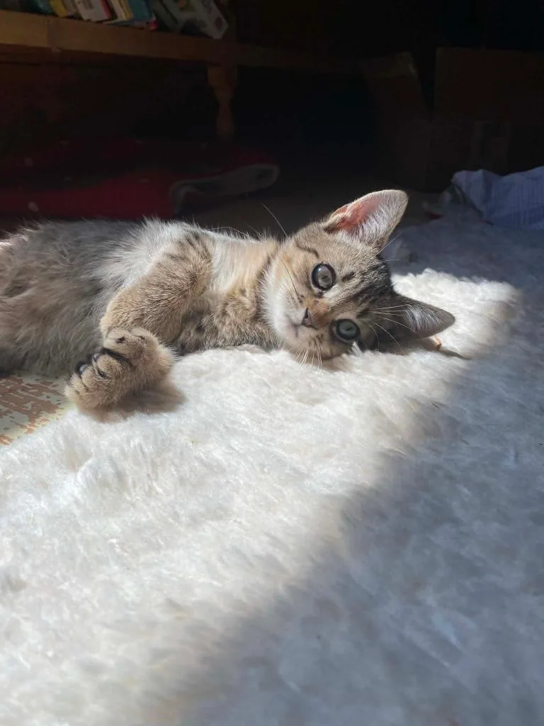 A baby small-sized female Domestic Short Hair cat named Denmark for adoption in Gorham, ME