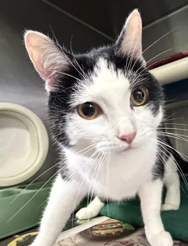 A young small-sized female Domestic Short Hair cat named Dillybug for adoption in Pensacola, FL