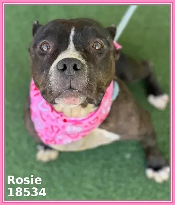 Rosie