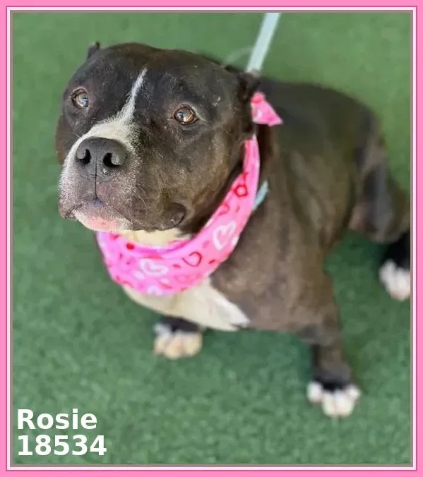 Rosie thumbnail 3