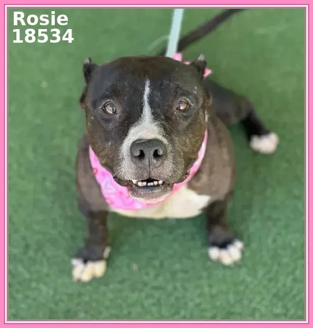 Rosie thumbnail 4