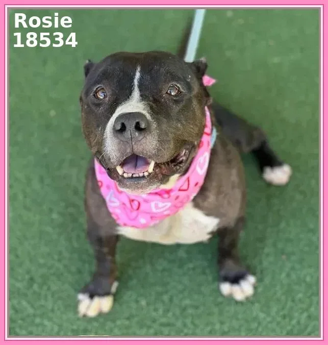 Rosie thumbnail 5