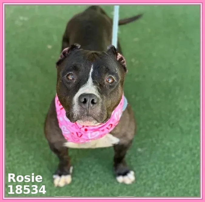 Rosie thumbnail 6