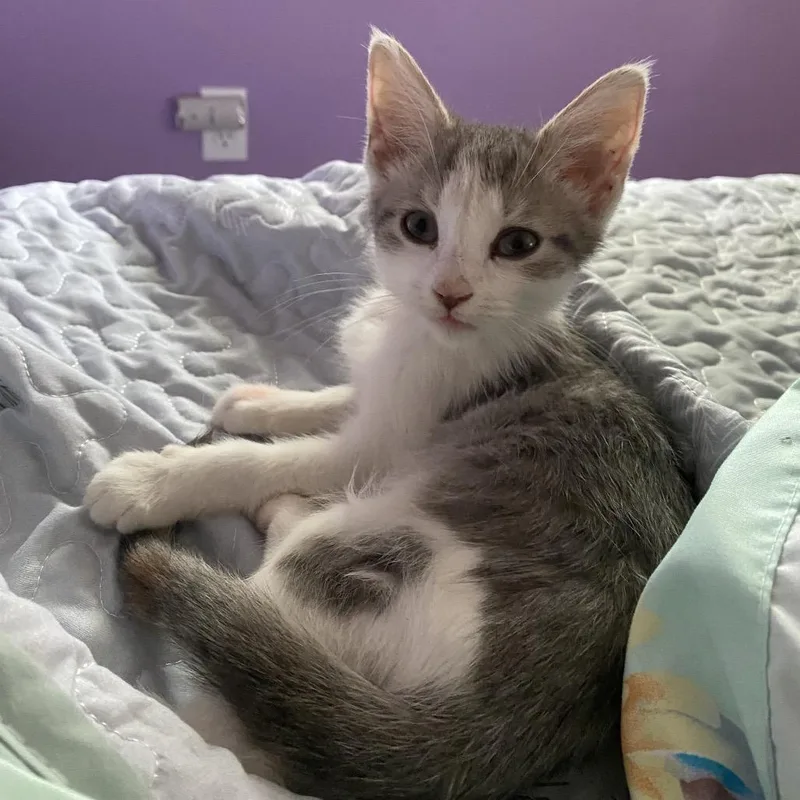 A baby small-sized female Domestic Short Hair cat named Misty for adoption in Columbia, MO