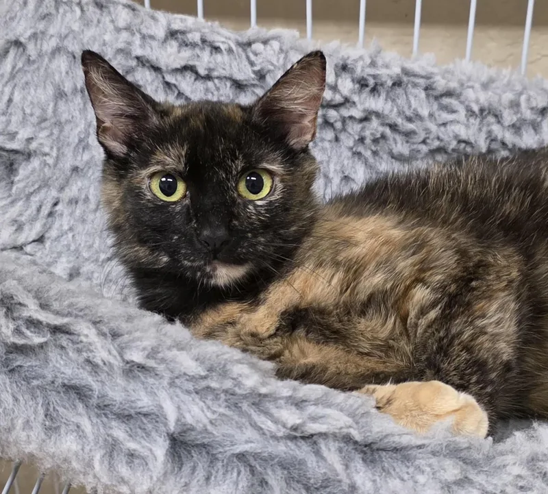 A young medium-sized female Tortoiseshell Domestic Short Hair cat named Saffron for adoption in San Anselmo, CA