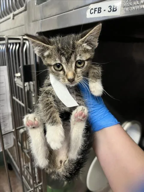 A baby small-sized female Brown / Chocolate Domestic Short Hair cat named Stella for adoption in Woodland, CA