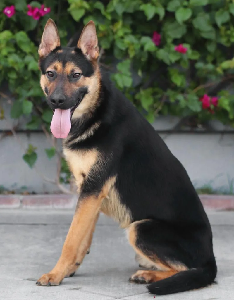 A young large-sized male Black German Shepherd Dog dog named Bishop von Bermel for adoption in Los Angeles, CA