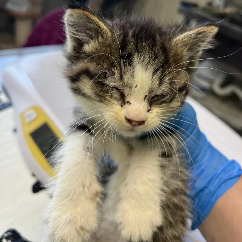 A baby small-sized male Brown / Chocolate Domestic Short Hair cat named Phoenix for adoption in Mount Juliet, TN