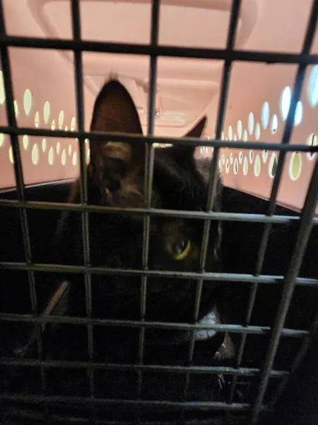 A young medium-sized female Domestic Short Hair cat named Luna for adoption in Virginia Beach, VA