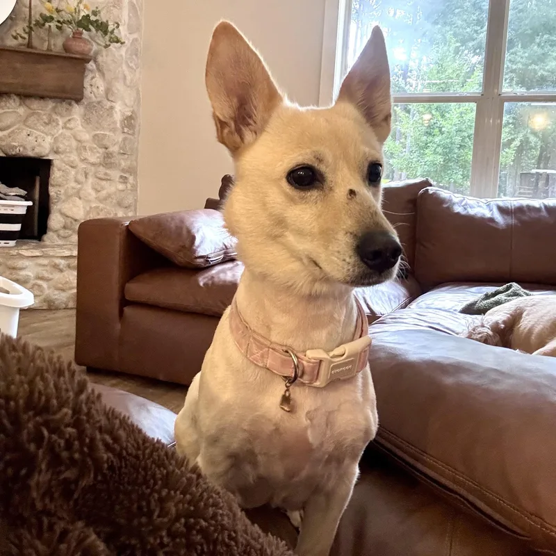 An adult medium-sized female White / Cream Dachshund dog named Potato for adoption in Liverpool, TX