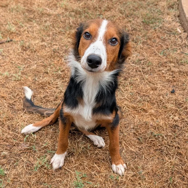 A young medium-sized female Brown / Chocolate Shetland Sheepdog / Sheltie dog named Harlow C for adoption in Oklahoma City, OK