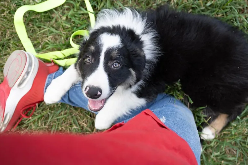 A baby small-sized male Border Collie dog named Tag for adoption in Havertown, PA