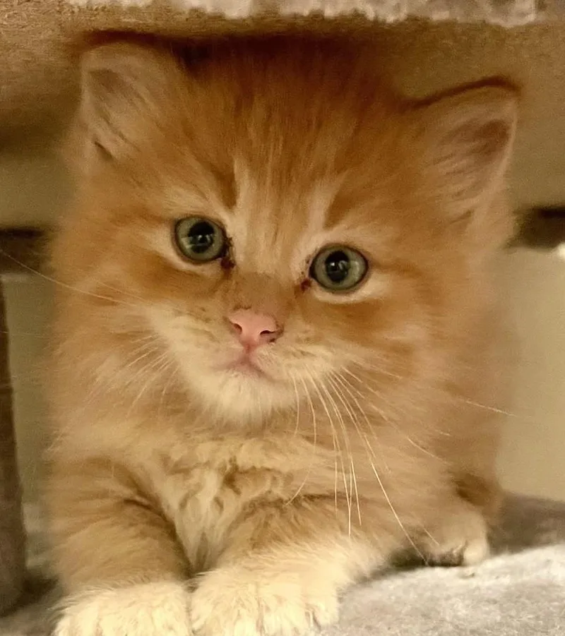 Oliver