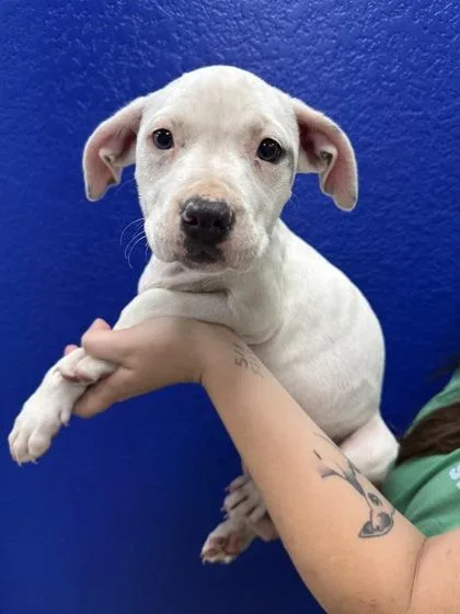 A baby large-sized female Weimaraner dog named Mary for adoption in Morton Grove, IL