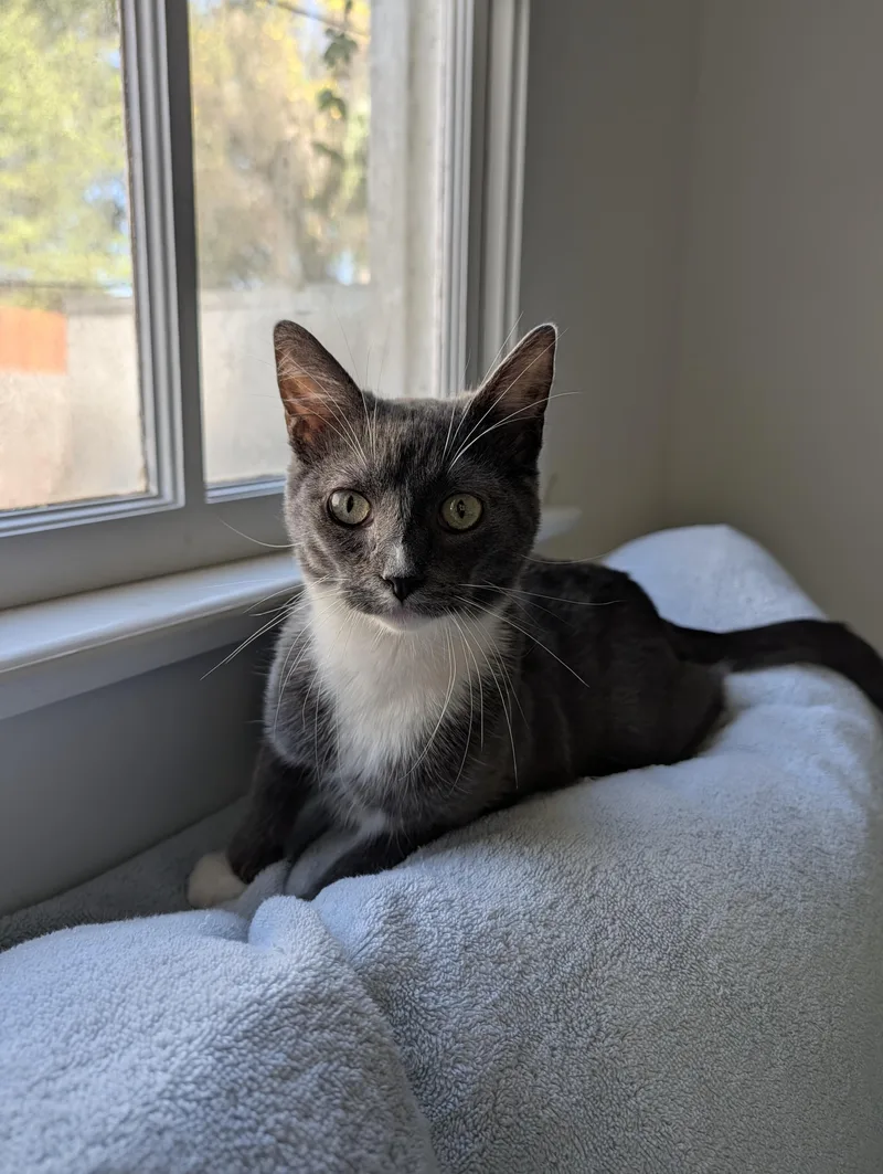 A young medium-sized male Domestic Short Hair cat named Wembley for adoption in New Orleans, LA