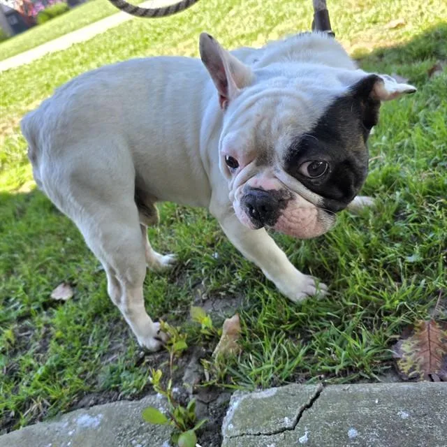 A young medium-sized male French Bulldog dog named Yoda for adoption in Long Beach, CA