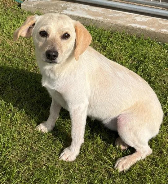 A young small-sized female Beagle dog named Honey for adoption in Dixon, IL