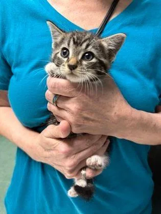 Penelope Pussy Cat