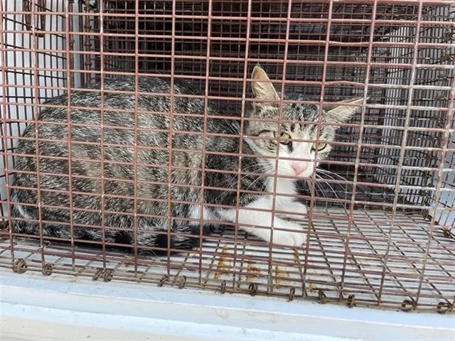 A young medium-sized female Domestic Short Hair cat named A for adoption in Houston, TX