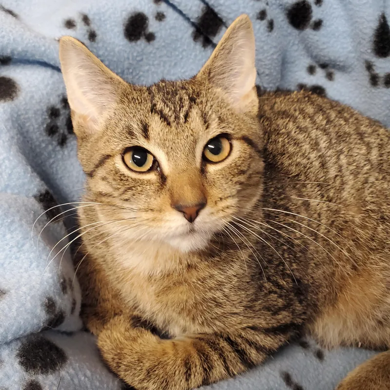 A baby medium-sized male Tabby (Brown / Chocolate) Domestic Short Hair cat named Theodore for adoption in Marseilles, IL