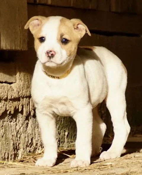 Cherry Cutiepie  Local thumbnail 2