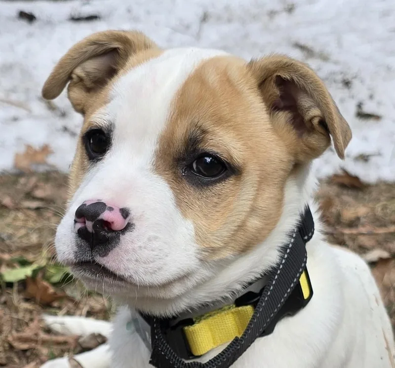 Cherry Cutiepie  Local