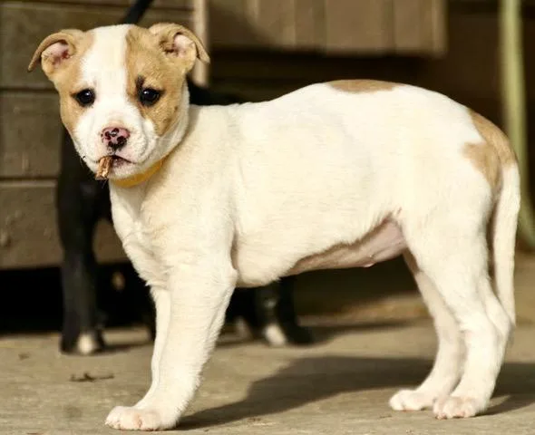 Cherry Cutiepie  Local thumbnail 3