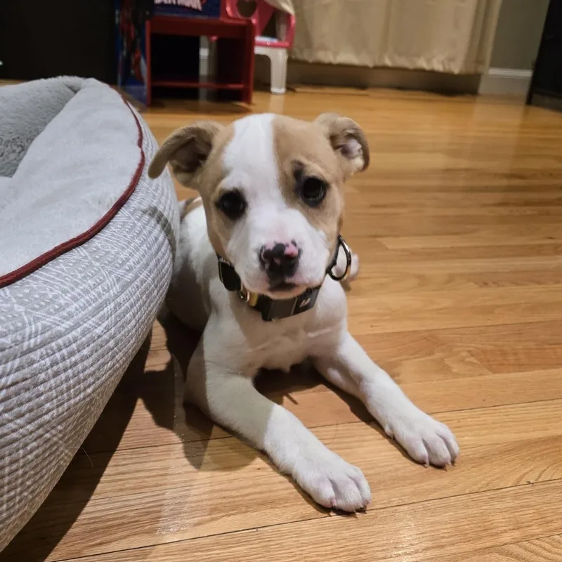 Cherry Cutiepie  Local thumbnail 4