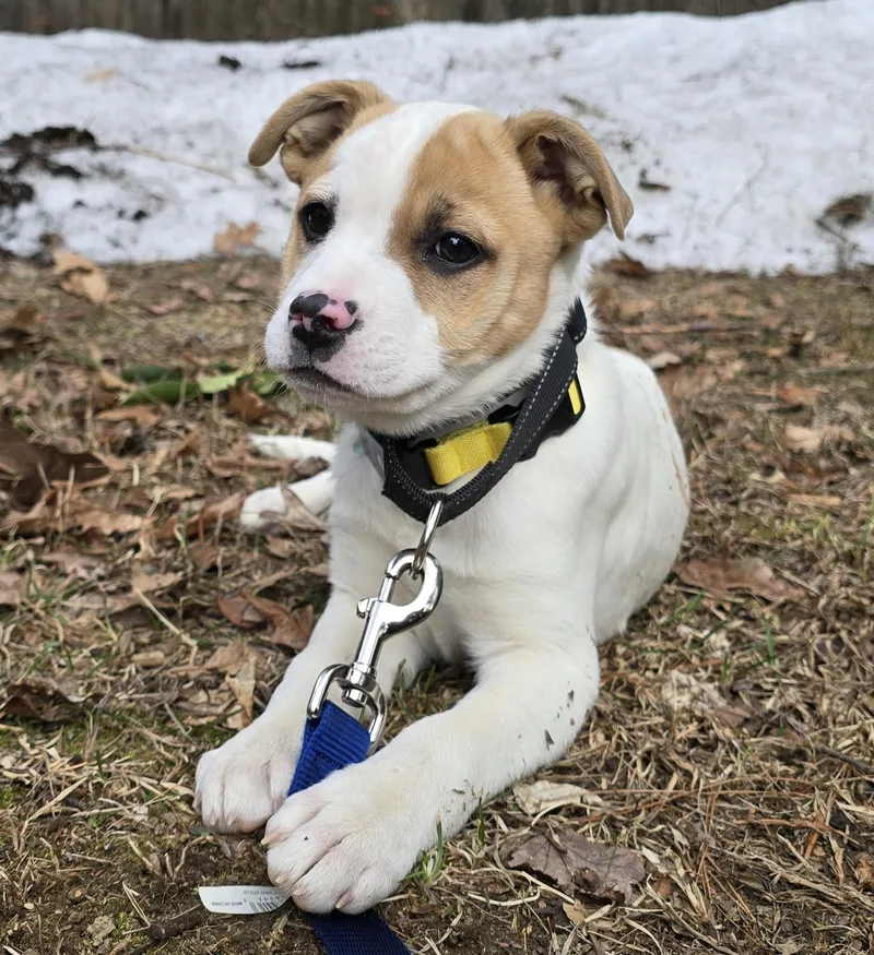 Cherry Cutiepie  Local thumbnail 5