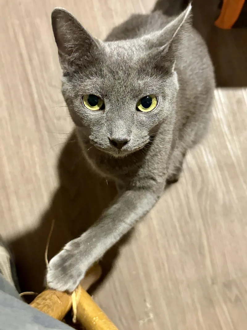 A baby medium-sized female Russian Blue cat named Milagro for adoption in Mission Viejo, CA