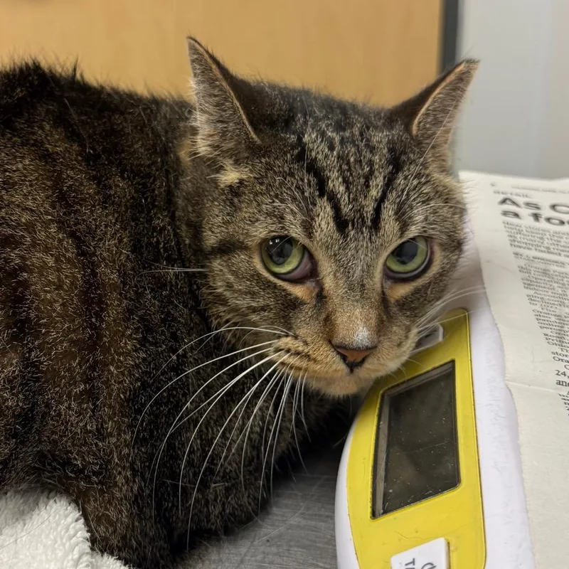A senior extra large-sized male Brown / Chocolate Domestic Short Hair cat named Washburn for adoption in Jacksonville, FL