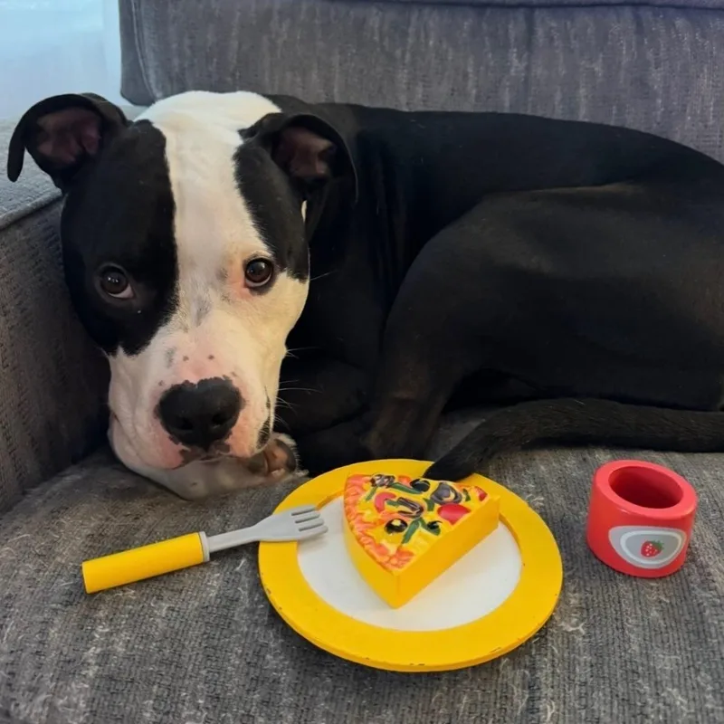 An adult medium-sized male Black Pit Bull Terrier dog named Sonny for adoption in Detroit, MI