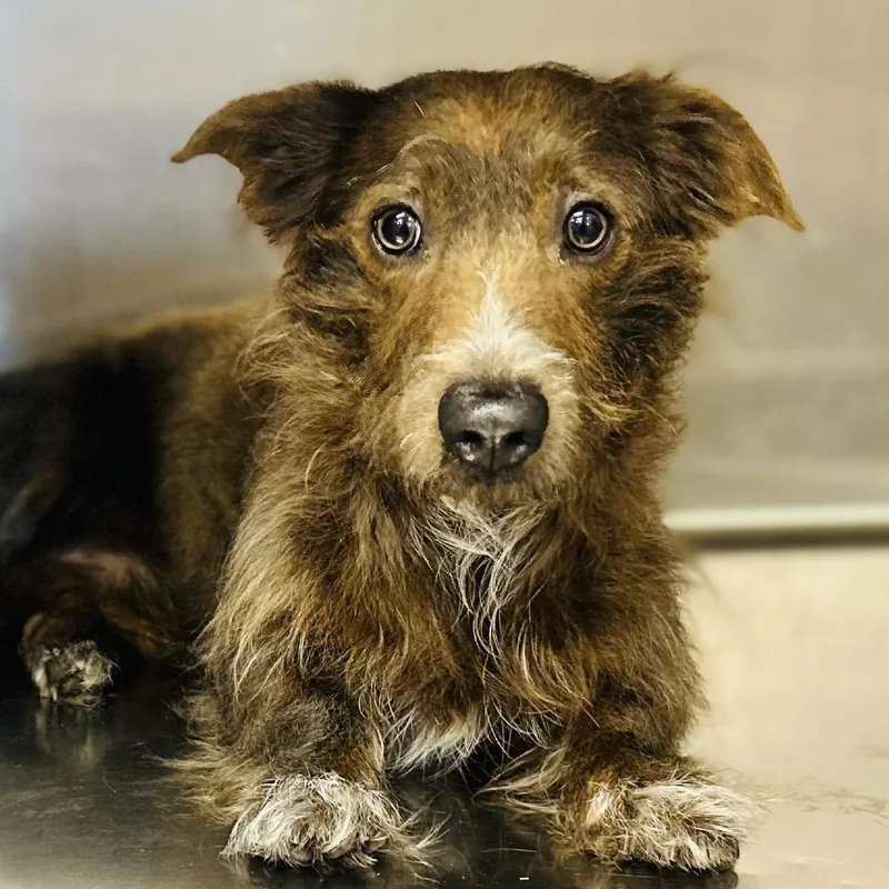A young small-sized male Brown / Chocolate Mixed Breed dog named Badger for adoption in Opelika, AL
