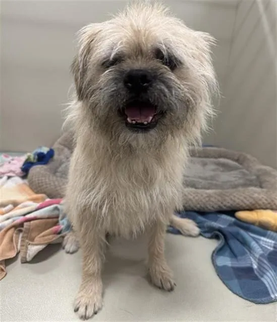 A young small-sized male Brussels Griffon dog named Archie for adoption in Mesa, AZ