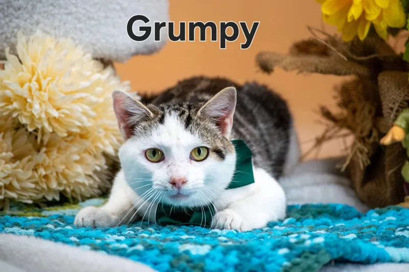 A young small-sized male Tabby (Brown / Chocolate) Domestic Short Hair cat named Grumpy for adoption in Sevierville, TN