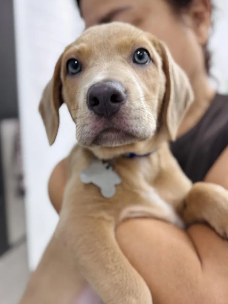 A baby medium-sized male Retriever dog named Billy Flynn for adoption in Palatine, IL