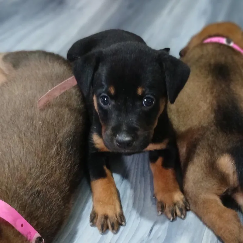 A baby small-sized female Brown / Chocolate Shepherd dog named Uma for adoption in Edinburg, TX