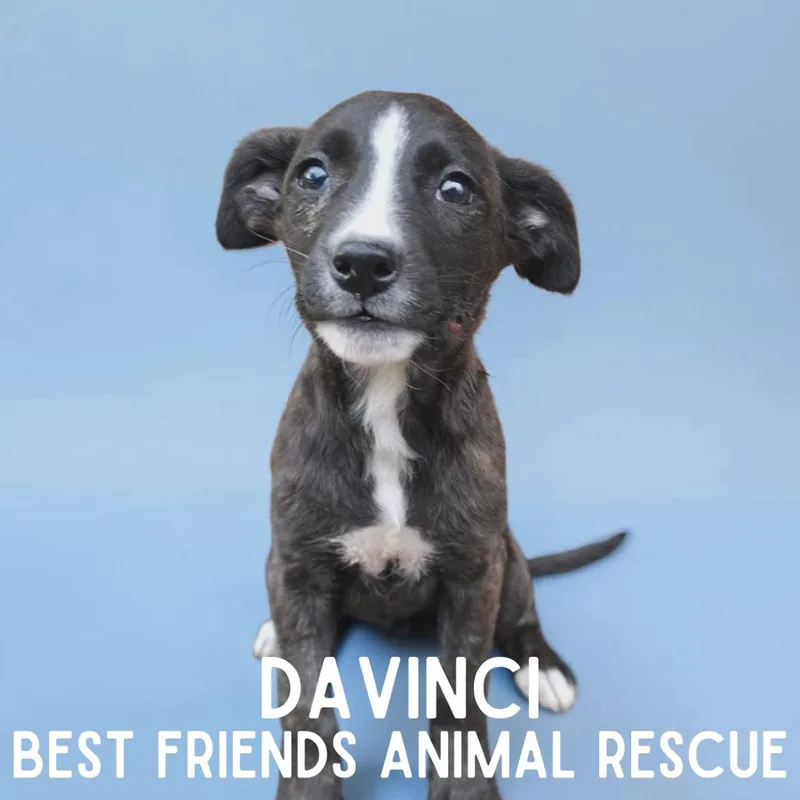 A baby medium-sized female Brindle Pit Bull Terrier dog named Da Vinci for adoption in Wasilla, AK