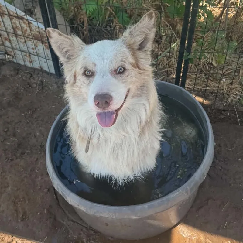 A young medium-sized male Australian Shepherd dog named Mystery  Transport for adoption in Newport, WA